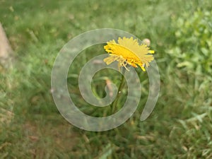 Hieracium laevigatum or smooth hawkweed. Hieracium, known by the common name hawkweed and classically as hierakion